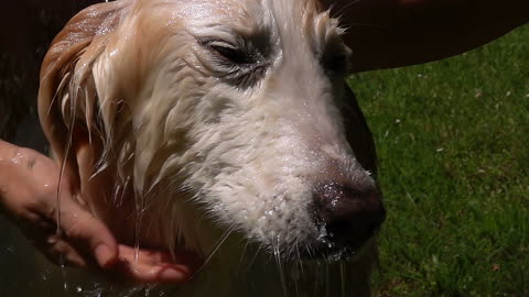 dog taking a shower