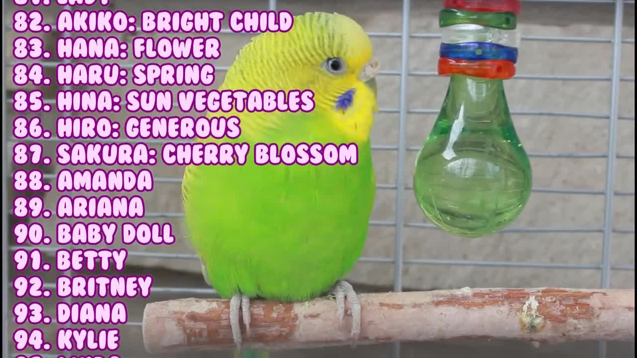 -- Female Names For Your Parrot