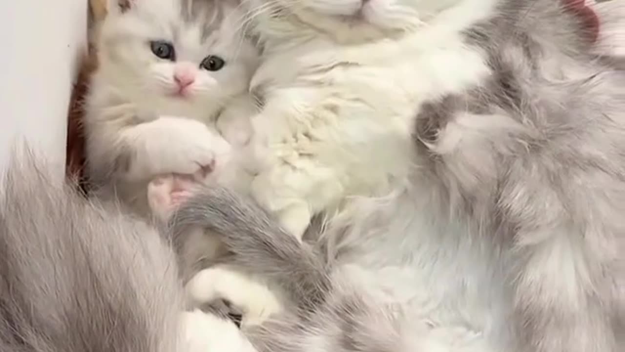 Cutest Cat Contest