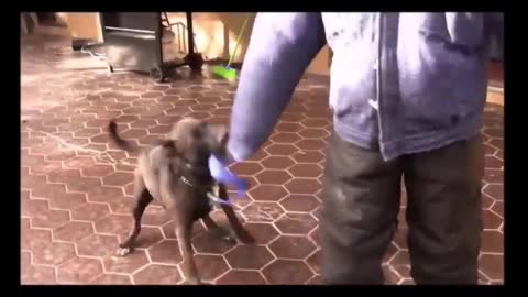 how to make dogs fully agresssive with simple and easy tips and tricks
