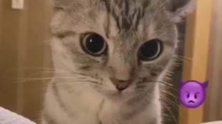 Diabolic cat