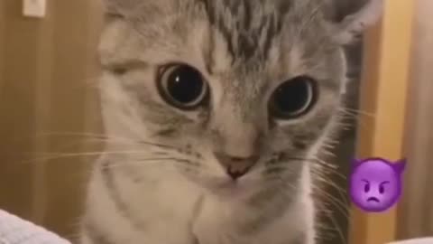 Diabolic cat