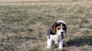 Gabe 6wk 2