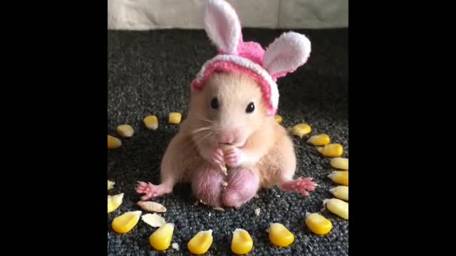 hamster mommy with rabbit ear.