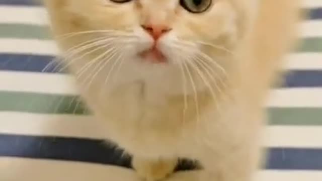 OMG So Cute ♡ Best Funny Cats and Dogs Compilation #Shorts