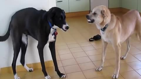 Dog VS. other Dog (My two dogs fighting over a bone)