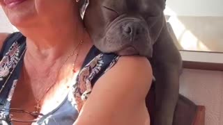 Bully Takes Big Nap on Grandma's Shoulder