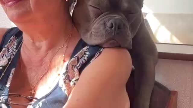 Bully Takes Big Nap on Grandma's Shoulder