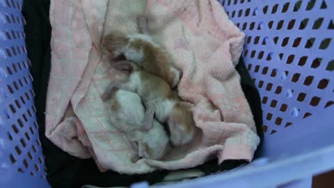 A stray cat gives birth.