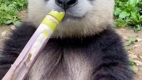 panda