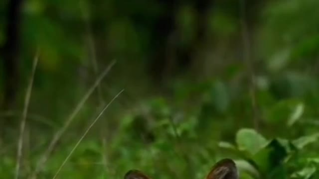 Tiger brothers play and cuddle with each other when they are tired