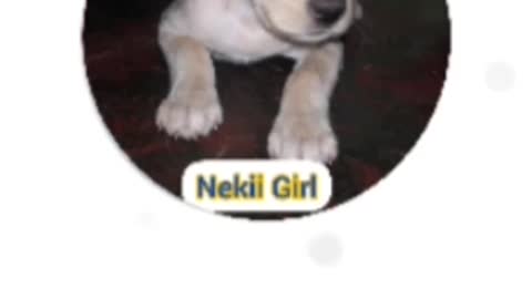 Dog Nekii