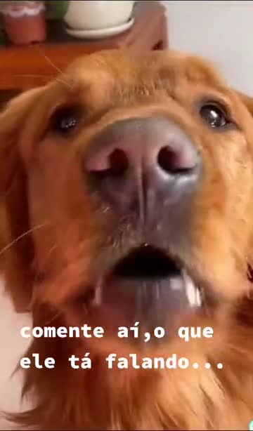 What did that cute little dog say?