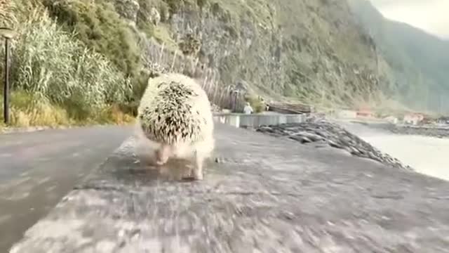 A running hedgehog.
