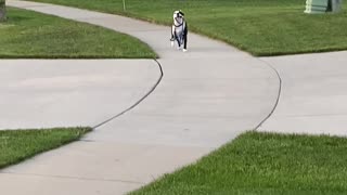 Independent Pooch Walks Himself Home