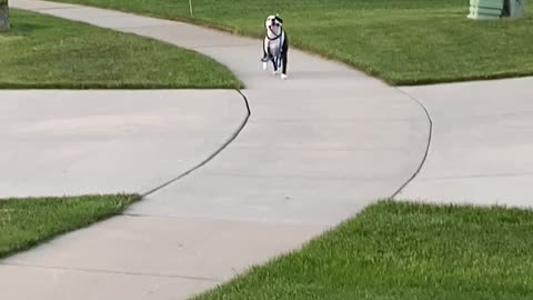 Independent Pooch Walks Himself Home