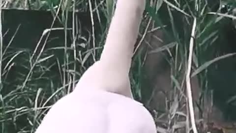 Have you ever seen swans and their babies up close?