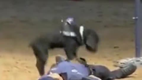Dog giving CPR