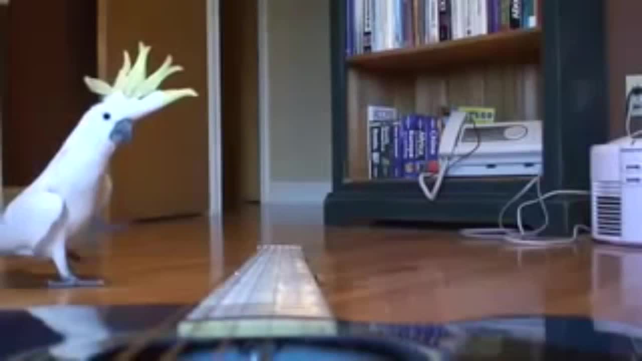 OMG!!!Parrot playing guitar