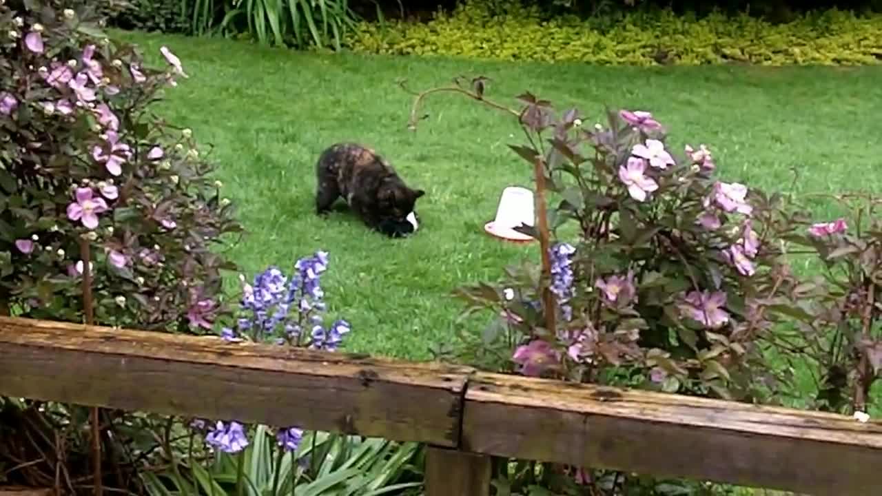 Feral cat, Hope catches Magpie that pretends to be dead then flies off!