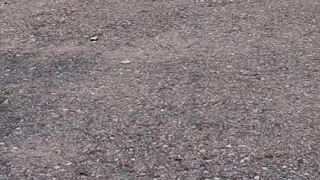 Parrot Takes Joyride on RC Truck