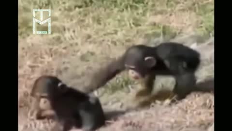 The best funny sites with monkeys day by day