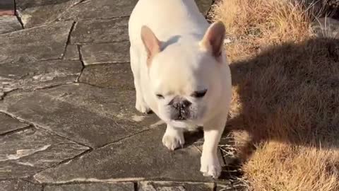 White and Sweet dog playing very cute