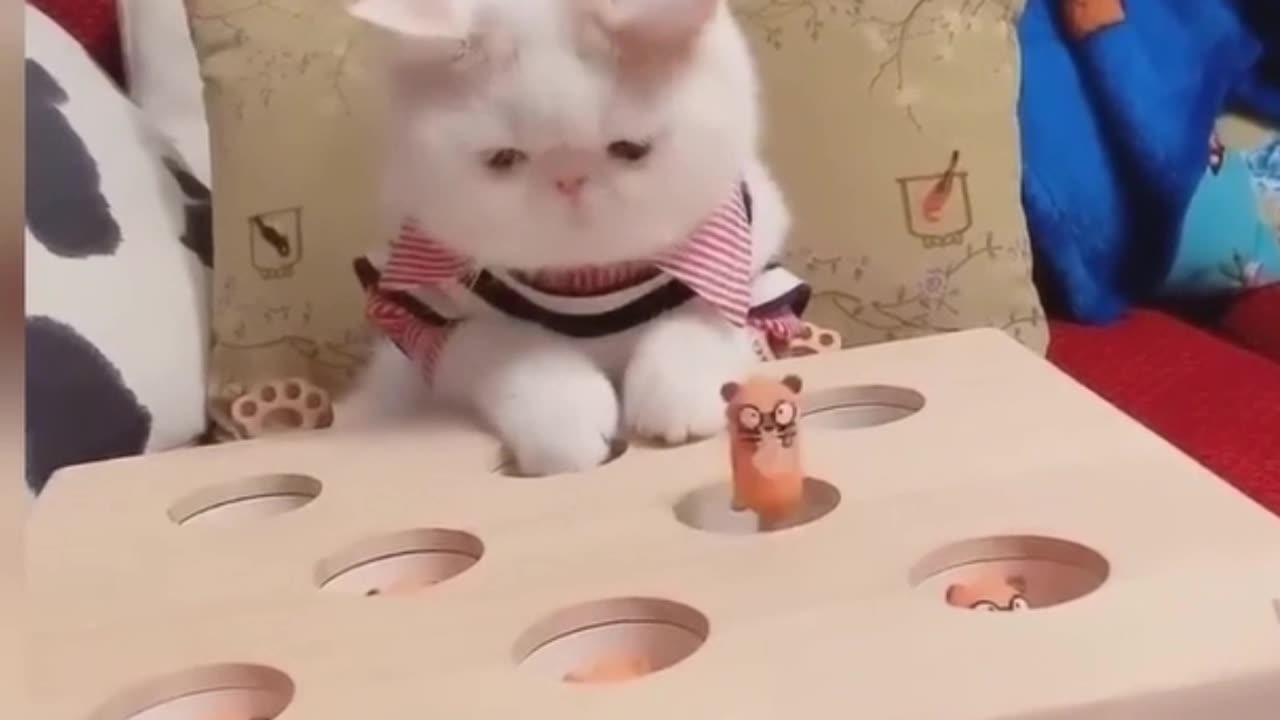 Cute and funny Cats and Dogs videos