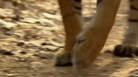 Biggest and Dangers Wild Animal Fights