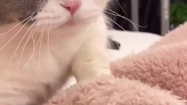 Cute Cats and Funny Animals Compilation 😹 Try Not To Laugh Challenge - Cute Cat 062