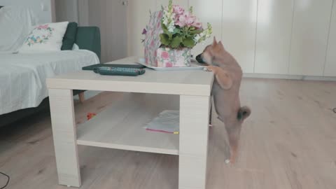 Cachorro se detiene para oler las flores