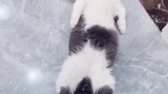 this cat loves relaxing so much