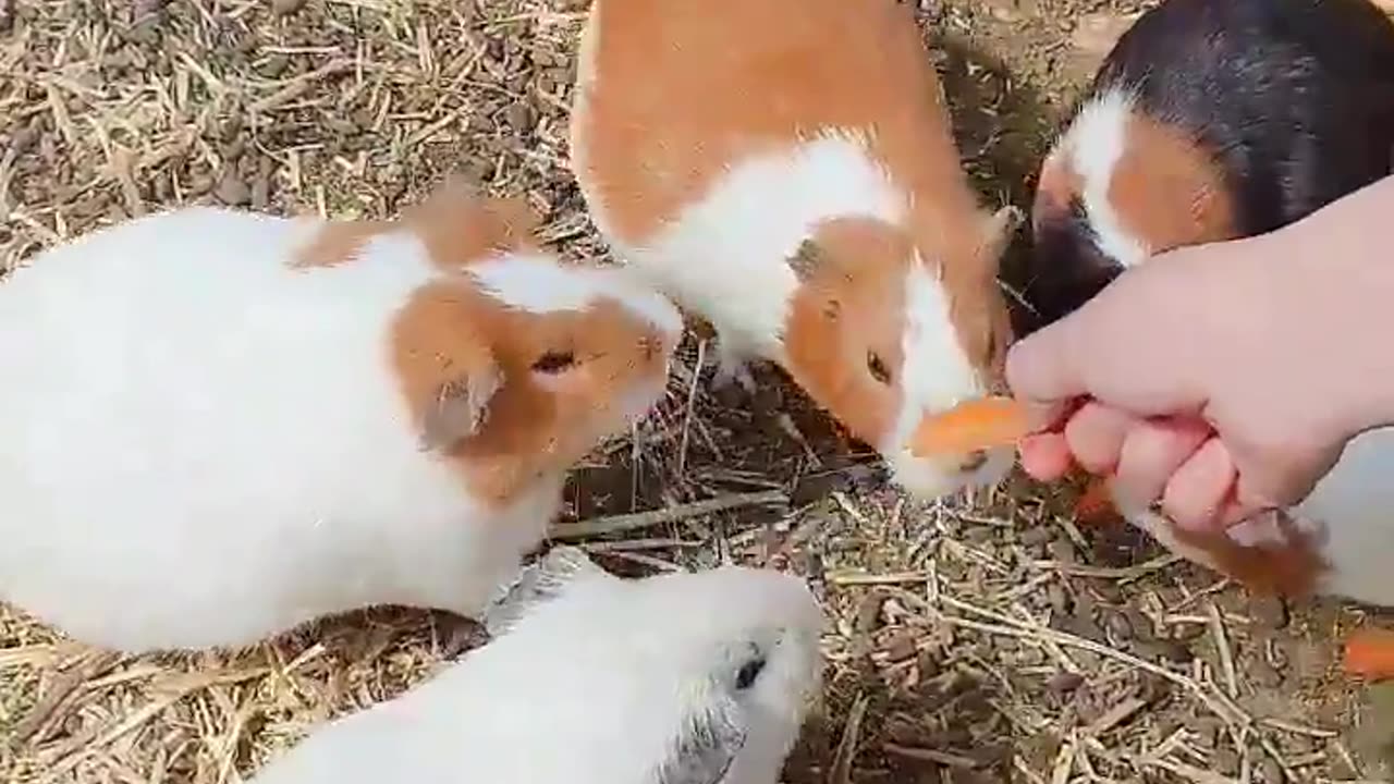 A group of guinea pigs eating carrots