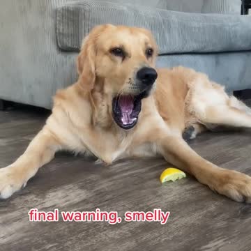 funny|prank|jokes|funny jokes|dad jokes|funny memes|funny video|fun|laughing|funny animal|knock