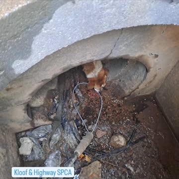 Kloof and Highway SPCA rescues dog trapped in a drain for a week