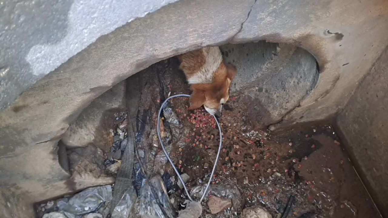 Kloof and Highway SPCA rescues dog trapped in a drain for a week