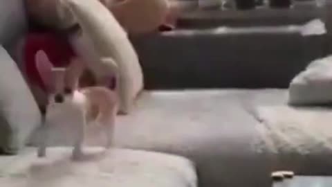 Funny puppy chasing a super fast rabbit on sofa