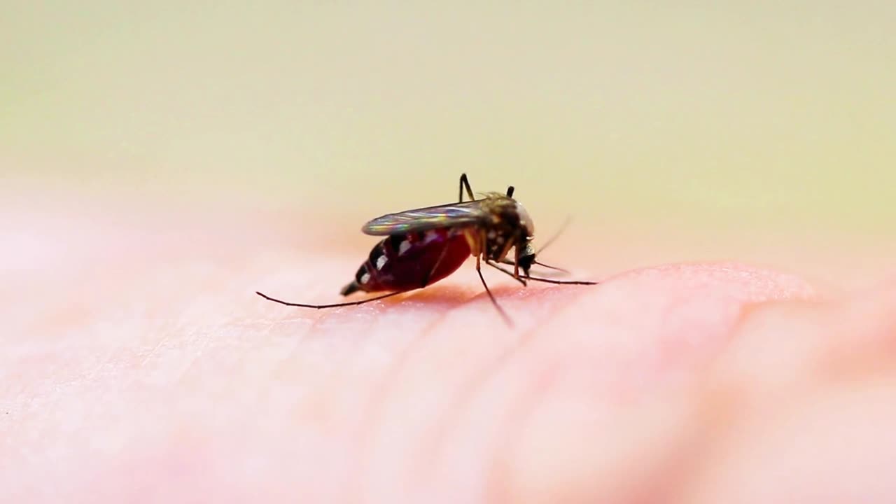 Closeup video of mosquito bite.