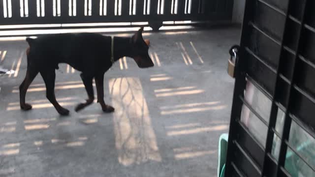 Welsh Terrier’s Bodyguard Examines Urine