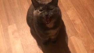 Guy asks grey cat if he wants tacos