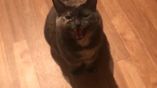 Guy asks grey cat if he wants tacos