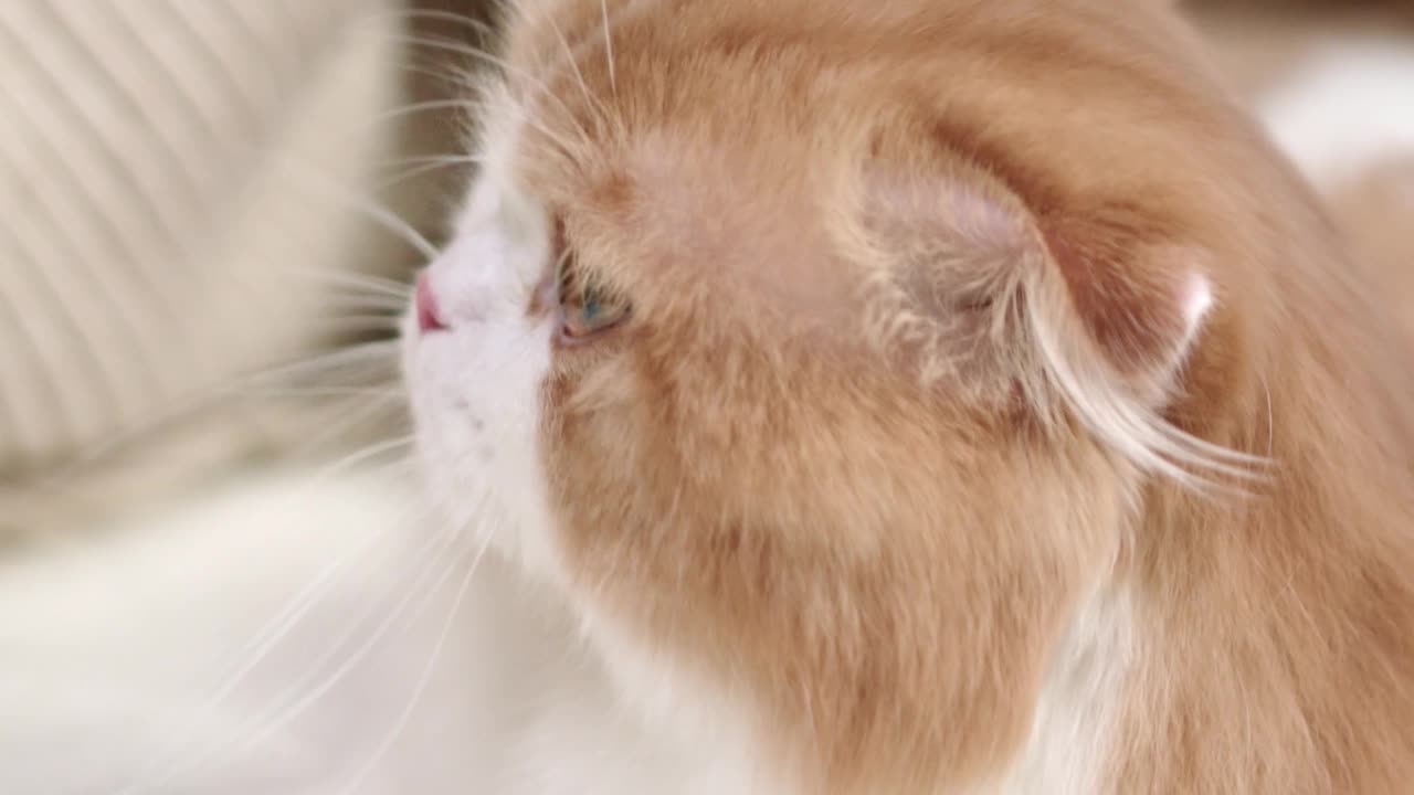 Cat#Cute#max# cat play# funy cat