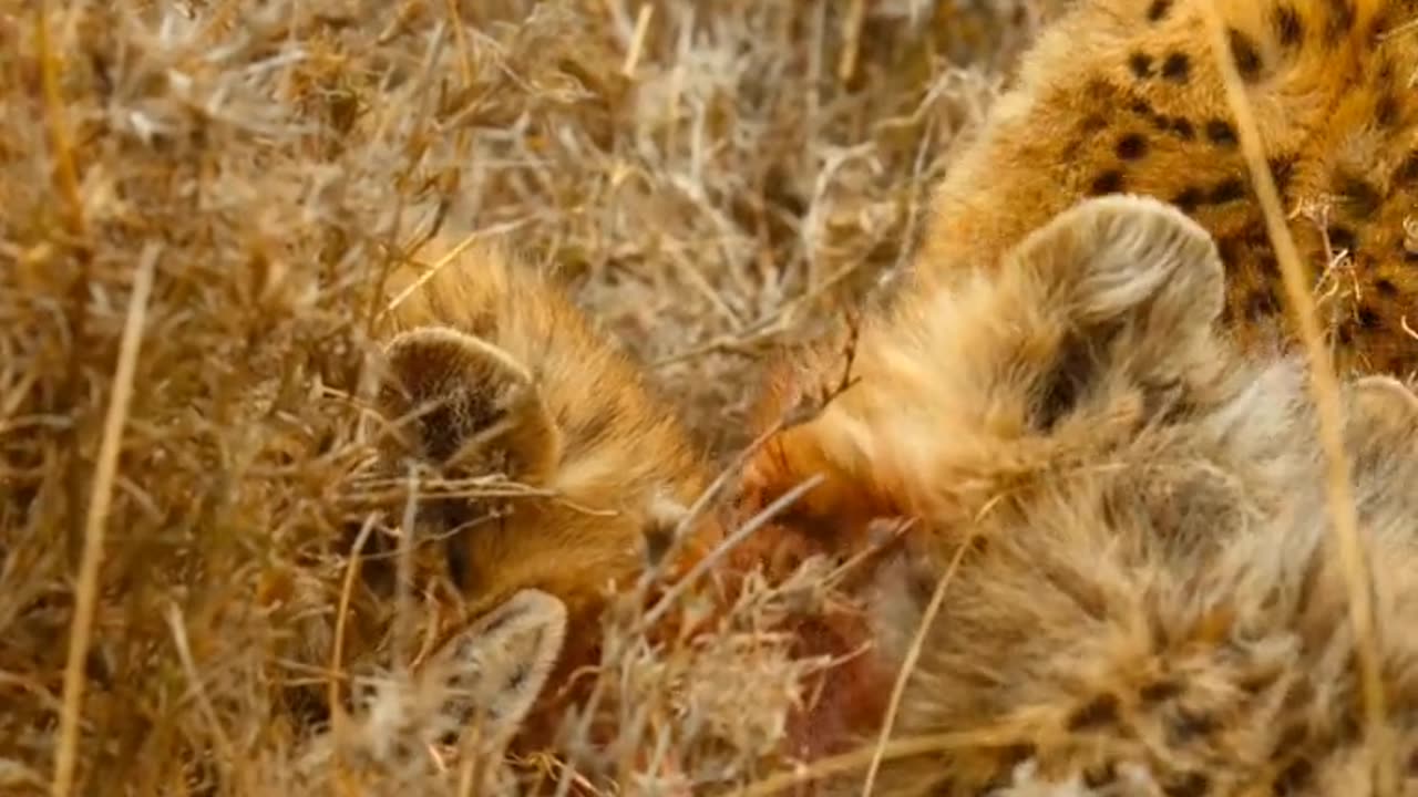 Tiger attack at rabbit