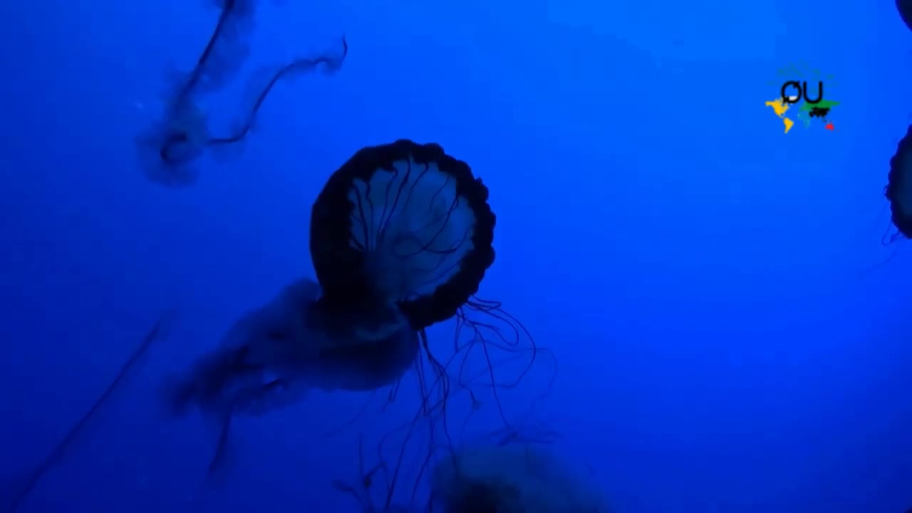 Deep Blue Sea creatures