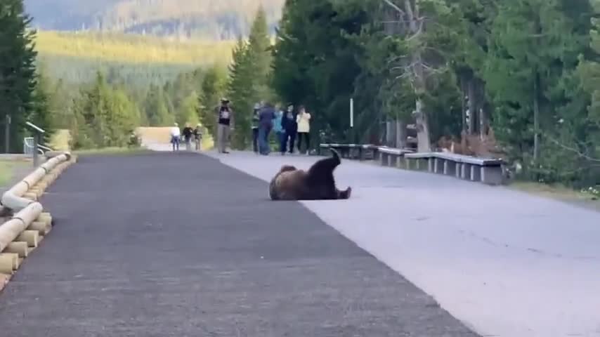 Grizzly bear totally surprises visitors while scratching itch at Yellowstone !