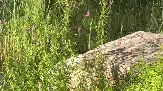 Little flowers swaying in the wind