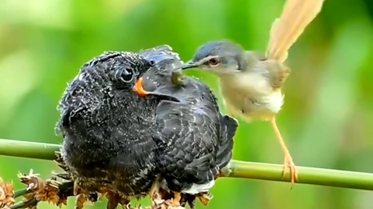 Beautiful birds