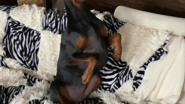 Doberman Strangely Sits on Couch