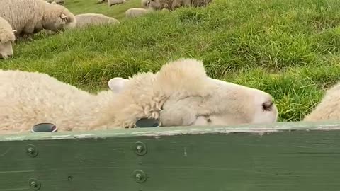 The cute sheep on the fence.