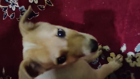 Funny viral dog and pet animal video.